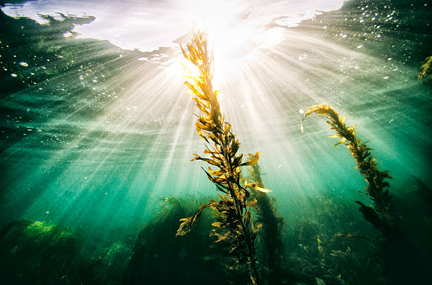Seasun Rays of light from the sun shining through the ocean with sea grass in the foreground   algae stock pictures, royalty-free photos & images
