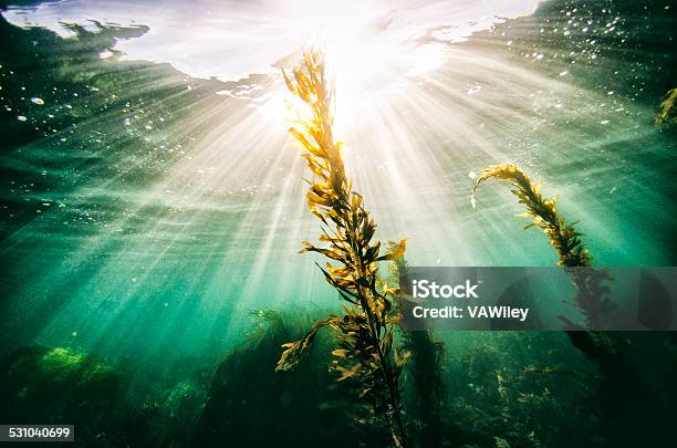 Seasun Stock Photo - Download Image Now - Seaweed, Sea, Underwater