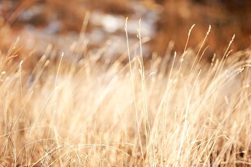 Winter dried grass. horizontal color image. Back lit, selective focus.