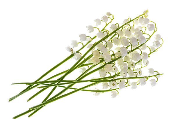 istock Lilies of the valley on a white background. 531041672