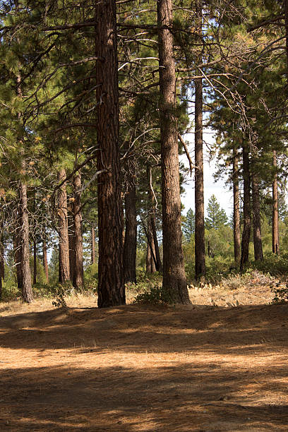 istock High sierra forest in the summer 531042520