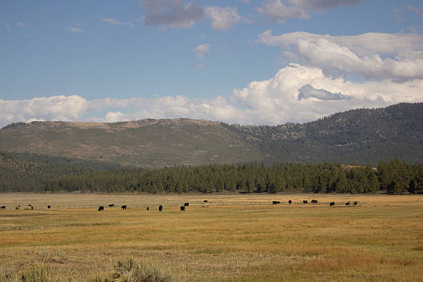 istock Cattle in a range in the US national Forest 531042672