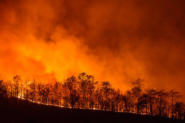 Forest Fire stock photo