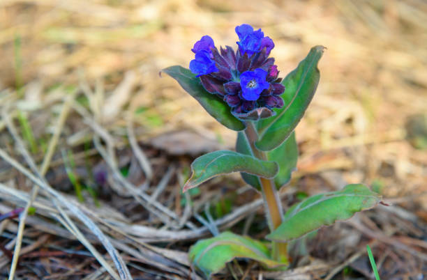 Pulmonaria or Lungwort with blue flowers in the forest on spring