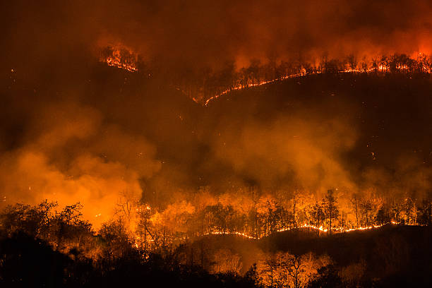Forest fire burning, Wildfire at night. stock photo