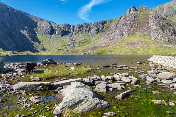 istock Black cows by lake in Mountains, Llyn Idwal Devils Kitche 531043862