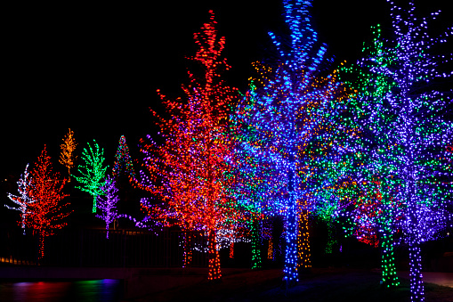 Trees tightly wrapped in LED lights for the Christmas holidays. Each tree is wrapped in one color.