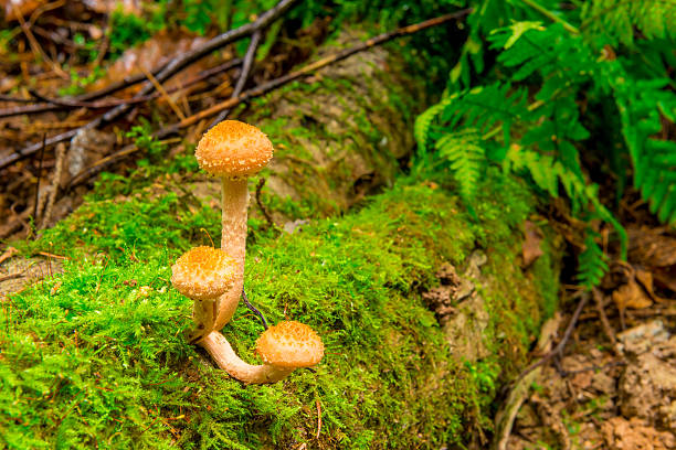 istock edible mushrooms growing on a stump in the moss 531044259