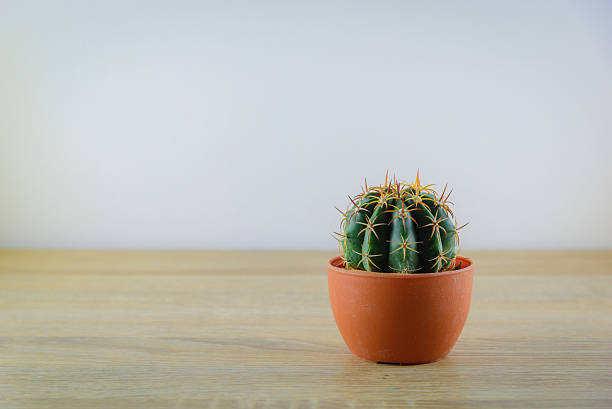 istock Beautiful cactus on wooden table background 531044396