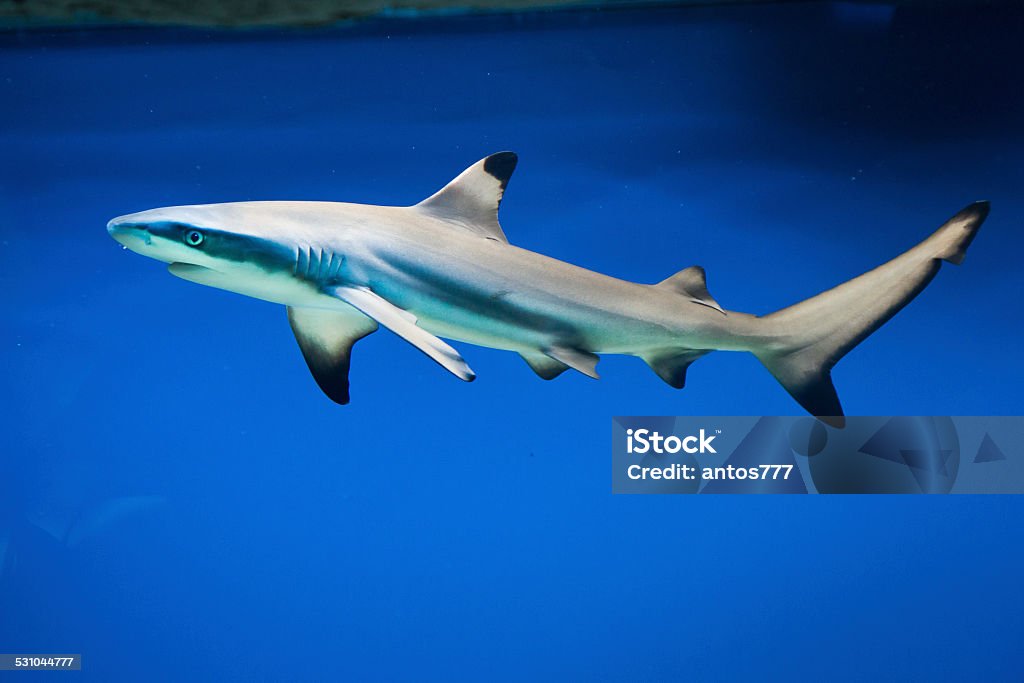 Carcharhinus melanopterus -  blacktip reef shark Carcharhinus melanopterus -  blacktip reef shark - saltwater fish Blacktip Reef Shark Stock Photo