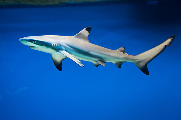 Carcharhinus melanopterus -  blacktip reef shark stock photo