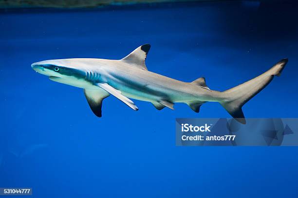 Carcharhinus Melanopterus Blacktip Reef Shark Stock Photo - Download Image Now - Blacktip Reef Shark, 2015, Animal