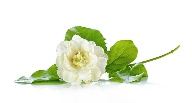 istock Jasmine flower isolated on white background 531044816