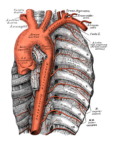 Human anatomy scientific illustrations with latin/italian labels: Thoracic aorta