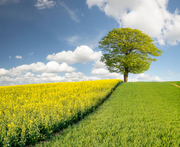 istock spring field of young corn, blooming oil seed rape 531046028