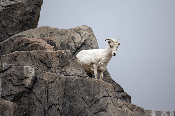 istock Young Dall Sheep on the rock 531046030