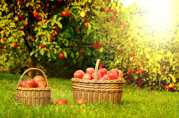 istock Two wicker basket full of red apples at sunset 531046256