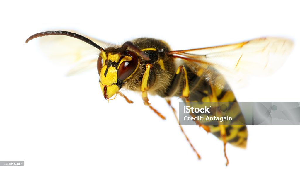 flying insect Hornet Stock Photo