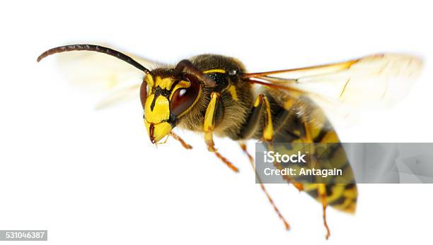 Flying Insect Stock Photo - Download Image Now - Hornet, Wasp, White Background