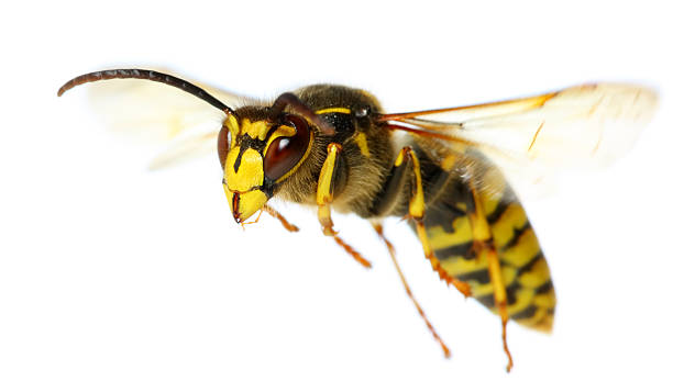 летающий насекомое - wasp стоковые фото и изображения