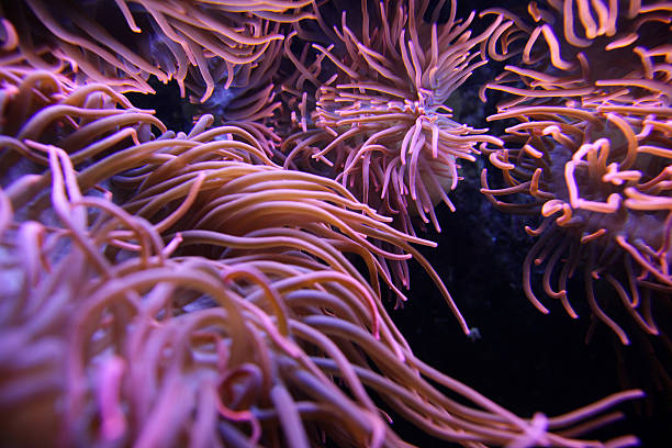 anémone reflétant dans l'eau de surface - tentacled sea anemone photos et images de collection