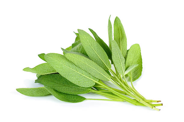 istock bundle of sage leaves on white background 531046514