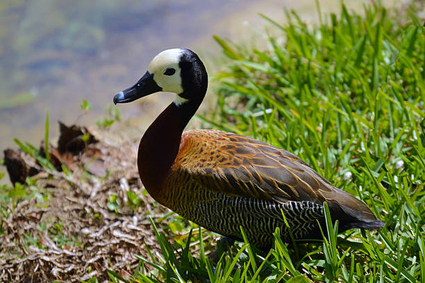 Duck on lake. White-faced whistling duck photography background