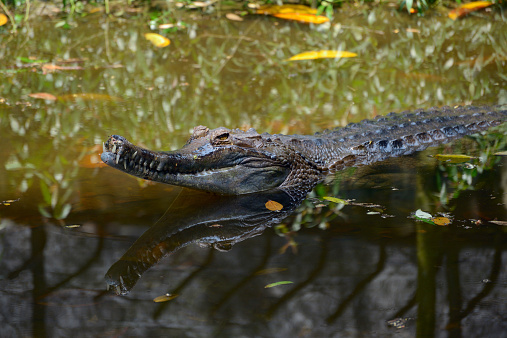 False gharial lies in the pond