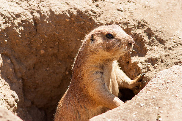 Gopher standing watch Cute little gopher standing watch over his domain groundhog day stock pictures, royalty-free photos & images