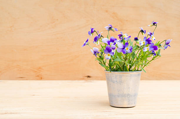 artificial violet isolated on white background horizontal image. Image contains copy space