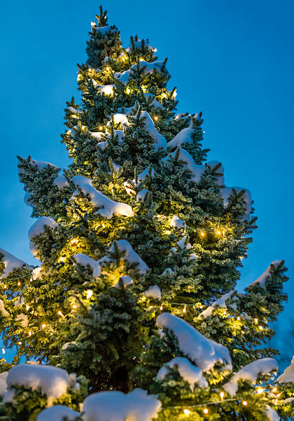istock Festively decorated and illuminated christmas tree outside in the snow 531048551
