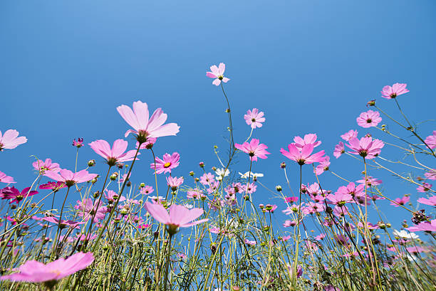 istock Cosmos flower meadow in sunny day 531048562