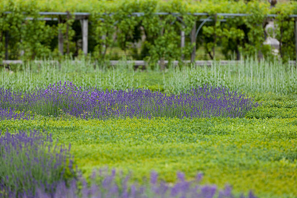 flourishing lavender