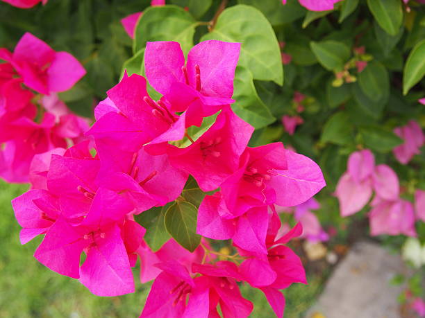 istock Bougainvillea Flower or Paper Flower 531048849