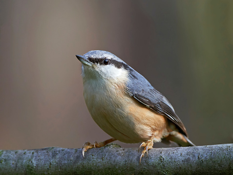 Eurasian Nuthatch resting on a branch in its habitat