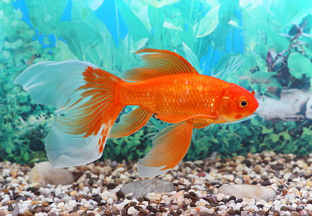 Goldfish The goldfish floats in an aquarium gold fish tank stock pictures, royalty-free photos & images
