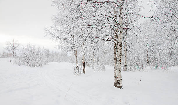 istock Winter landscape with snow covered trees  . 531050465
