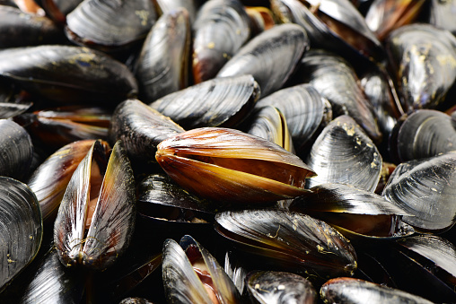 Blue mussel (Mytilus trossulus) shells picked at beach, North-West of Estonia, the Baltic Sea.
