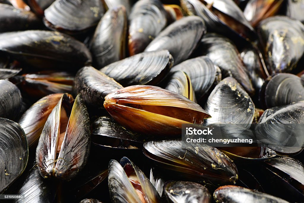 Blue mussel (Mytilus trossulus) Blue mussel (Mytilus trossulus) shells picked at beach, North-West of Estonia, the Baltic Sea. Mussel Stock Photo