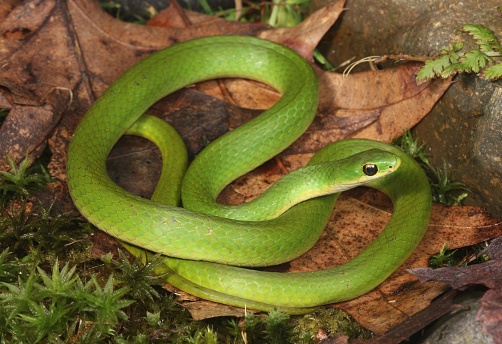 Smooth Green Snake, Somerset County, Maine.  Once a common sight, these snakes have started to disappear throughout their range.  They are a diurnal snake that spends their days hunting grasshoppers and crickets in meadows and fields.