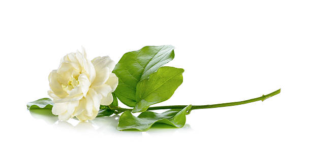 istock Jasmine flower isolated on white background 531051318