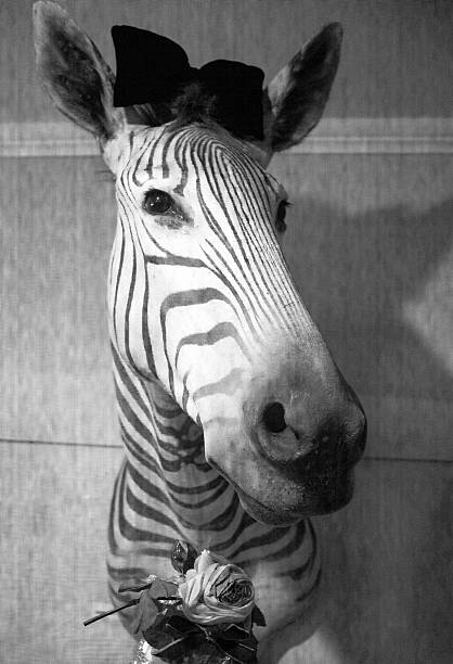 istock Female Black and White Pretty Zebra Head Wearing Bow 531051425
