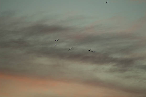 istock Birds flying in sky clouds sunset evening color 531051611