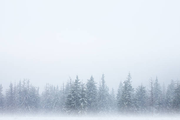 tormenta de nieve fondo de bosque - copy space snow blizzard storm fotografías e imágenes de stock