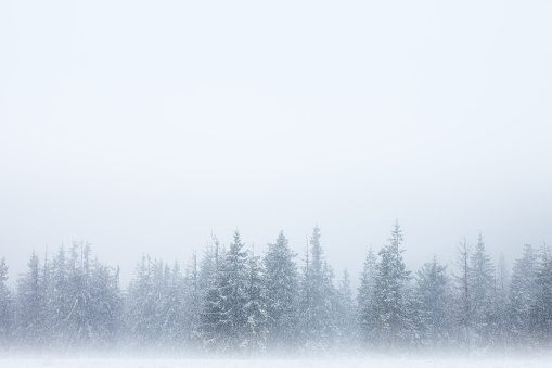 Row of snow-covered trees with winter snow sky above and mystical fog below