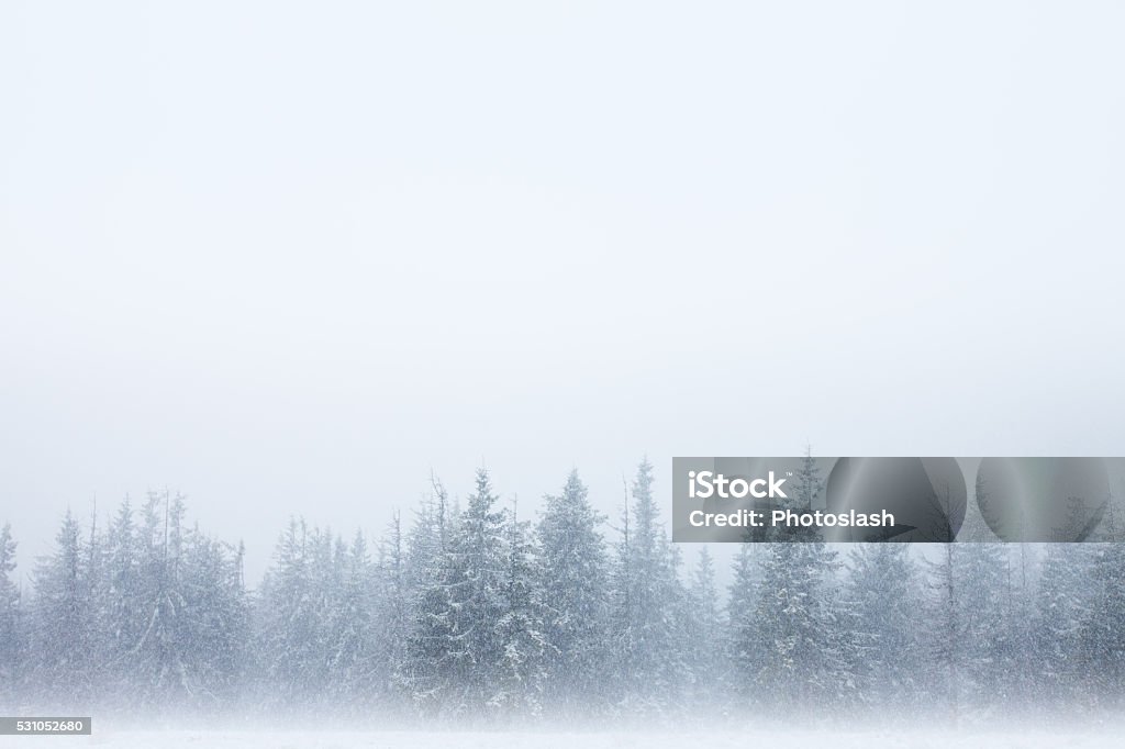 Snowstorm forest background Row of snow-covered trees with winter snow sky above and mystical fog below Winter Stock Photo