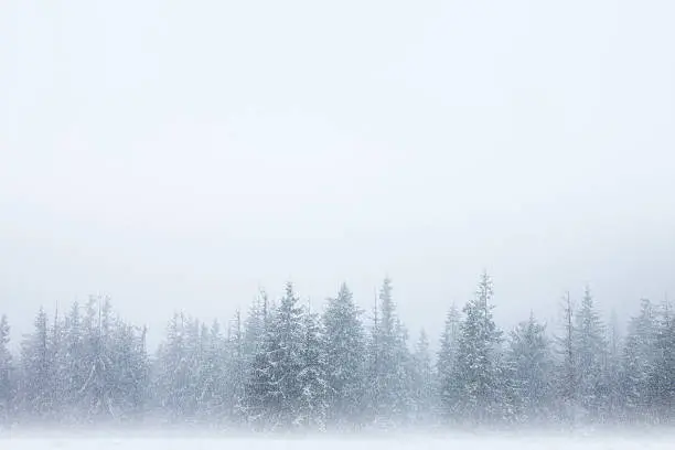 Photo of Snowstorm forest background