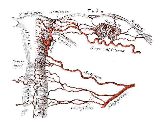 Human anatomy scientific illustrations: female genitals arteries Human anatomy scientific illustrations with latin/italian labels: female genitals arteries diagram of female reproductive system drawings stock illustrations