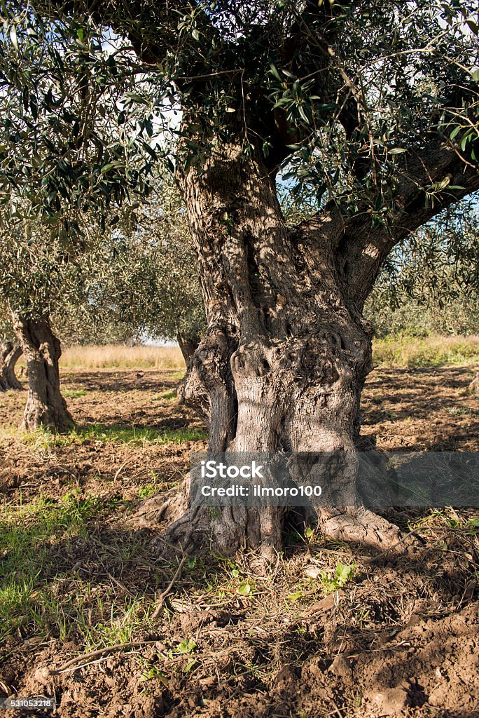 Olivenbaum in Landschaft - Lizenzfrei Olivenbaum Stock-Foto