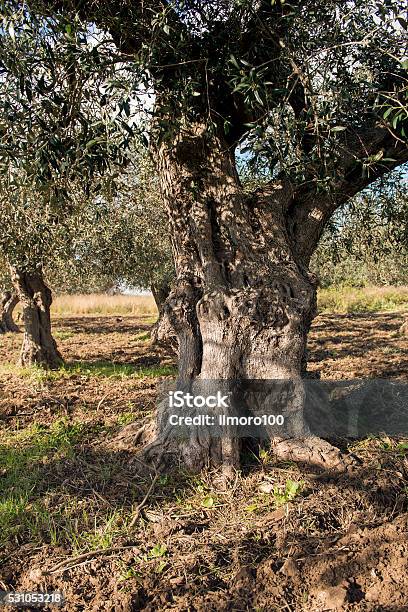 Olivenbaum In Landschaft Stockfoto und mehr Bilder von Olivenbaum - Olivenbaum, Alt, Altertümlich